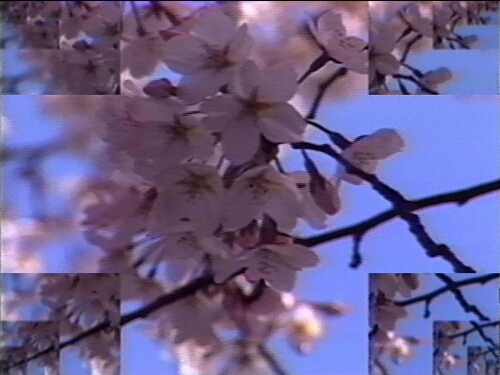 Rock Video: Cherry Blossom