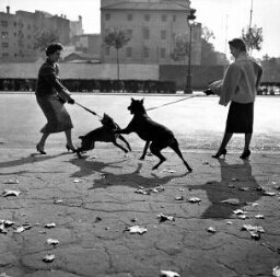 Paseando perros por la Diagonal