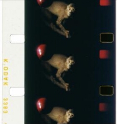 Maça de Darwin, macaco de Newton (Manzana de Darwin, mono de Newton)