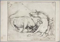 Picador con toro atacando al caballo caído